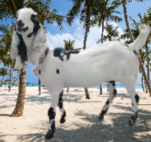Bakra Mandi Expedition: “ How to buy a bakra”???