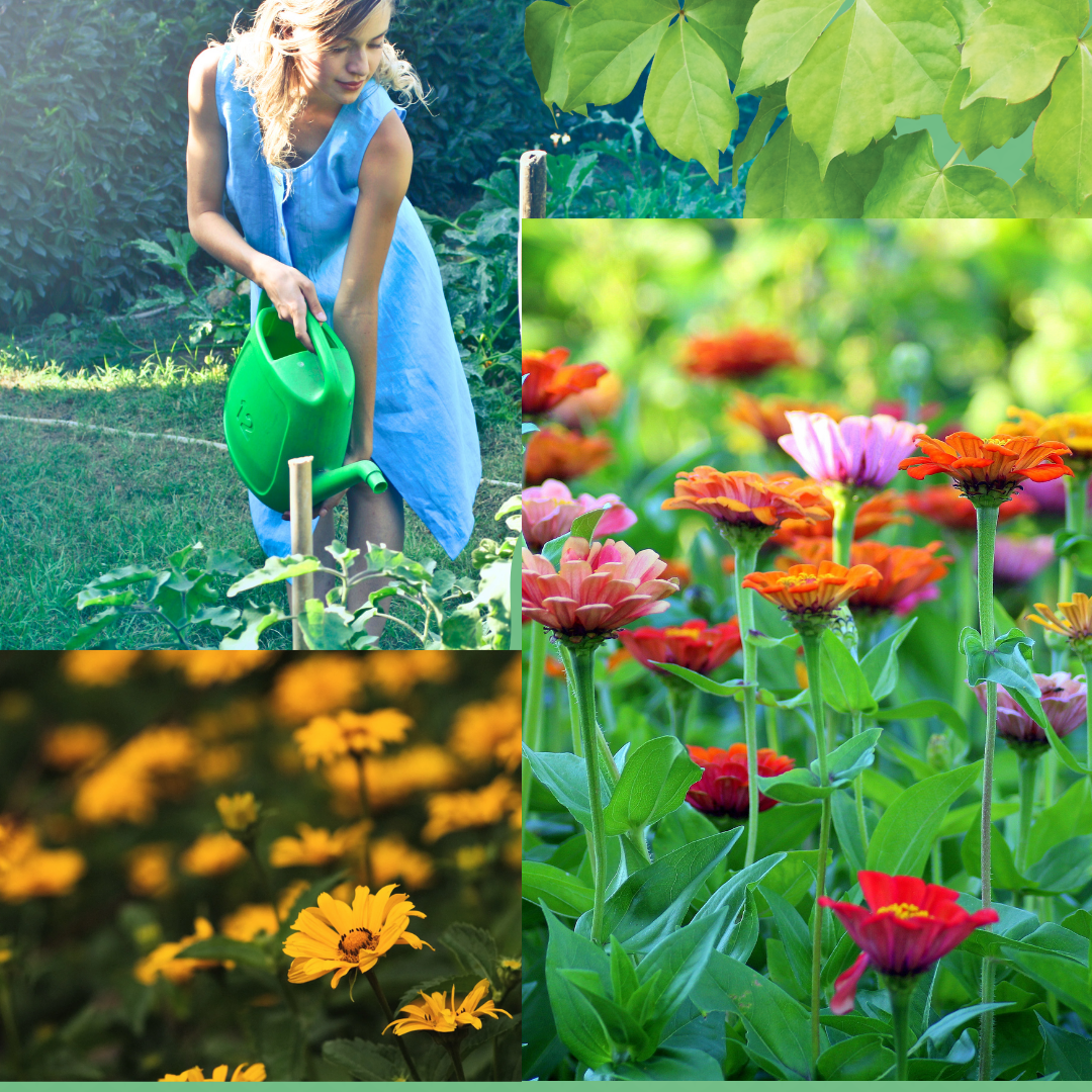 Home & Garden